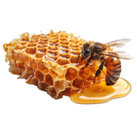 ai generiert ein Honig Biene ist Sitzung auf ein Bienenwabe png