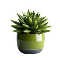 AI generated succulent plant in green pot png
