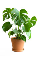 AI generated Monstera plant in pot isolated on transparent background png