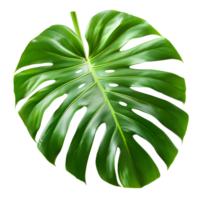 AI generated Monstera leaf isolated on transparent background png