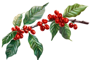 AI generated Coffee tree branch with berries and leaves realistic illustration png