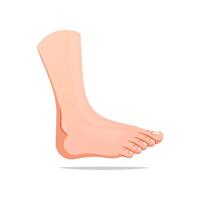Side view of human foot vector isolated on white background.