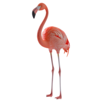 ai gegenereerd 3d renderen van een roze flamingo Aan transparant achtergrond - ai gegenereerd png