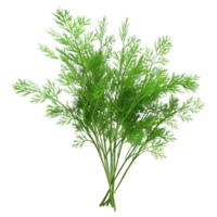 AI generated Bunch Of Dill on Transparent background - Ai Generated png