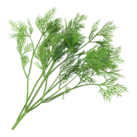 AI generated Bunch Of Dill on Transparent background - Ai Generated png