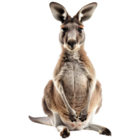 ai gerado australiano canguru em transparente fundo - ai gerado png