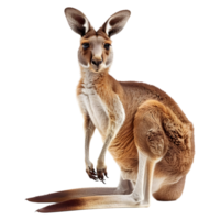 AI generated Australian Kangaroo on Transparent background - Ai Generated png