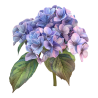 ai gerado 3d Renderização do uma hortênsia flor em transparente fundo - ai gerado png