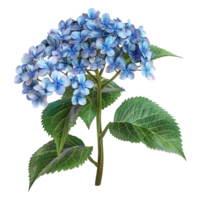 AI generated 3D Rendering of a Hydrangea Flower on Transparent Background - Ai Generated png