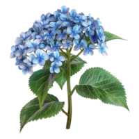 ai generado 3d representación de un hortensia flor en transparente antecedentes - ai generado png