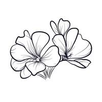 sketch of geranium flowers vector illustration