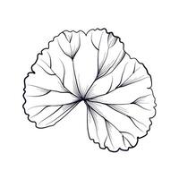 hand-drawn geranium leaf vector illustration