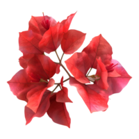 ai generiert 3d Rendern von ein Bougainvillea Blume auf transparent Hintergrund - - ai generiert png