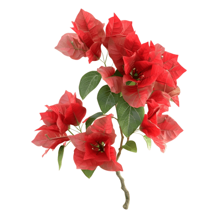 Página 2 | Flores Mexicanas PNG para descargar gratis