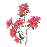 ai généré 3d le rendu de une bougainvilliers fleur sur transparent Contexte - ai généré png