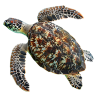 ai generiert Schildkröte Schwimmen im Wasser auf transparent Hintergrund - - ai generiert png