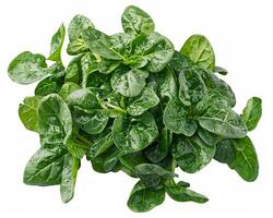 AI generated Fresh spinach isolated on white background. Close-up Shot. photo