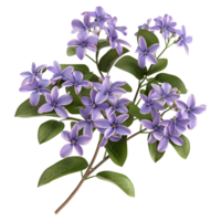 ai genererad 3d tolkning av en pseuderanthemum blomma på transparent bakgrund - ai genererad png