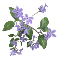 ai gerado 3d Renderização do uma pseudoranthemo flor em transparente fundo - ai gerado png