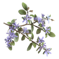 ai gerado 3d Renderização do uma pseudoranthemo flor em transparente fundo - ai gerado png