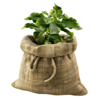 AI generated 3D Rendering of a Parsley in a Bag on Transparent Background - Ai Generated png