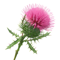 ai generiert 3d Rendern von ein Distel Blume auf transparent Hintergrund - - ai generiert png