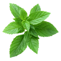 AI generated 3D Rendering of a Green Leaf's on Transparent Background - Ai Generated png