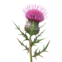 ai generiert 3d Rendern von ein Distel Blume auf transparent Hintergrund - - ai generiert png