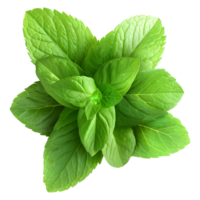 AI generated 3D Rendering of a Green Leaf's on Transparent Background - Ai Generated png