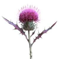 ai gerado 3d Renderização do uma cardo flor em transparente fundo - ai gerado png