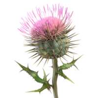 ai gerado 3d Renderização do uma cardo flor em transparente fundo - ai gerado png