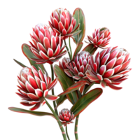 ai generado 3d representación de un protea flor en transparente antecedentes - ai generado png