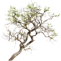 ai generado 3d representación de un sauce árbol en transparente antecedentes - ai generado png