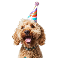 ai generado 3d representación de un perro con celebracion gorra en transparente antecedentes - ai generado png