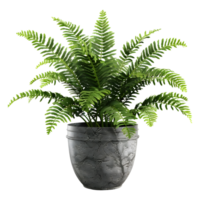 AI generated 3D Rendering of a Zamia Integrifolia on Transparent Background - Ai Generated png