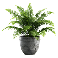 ai generado 3d representación de un zamia integrifolia en transparente antecedentes - ai generado png