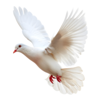 AI generated 3D Rendering of a Flying Dove on Transparent Background - Ai Generated png