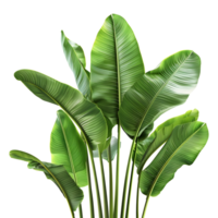 AI generated 3D Rendering of a Banana Tree Leaves on Transparent Background - Ai Generated png