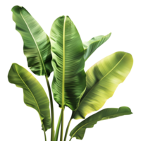 AI generated 3D Rendering of a Banana Tree Leaves on Transparent Background - Ai Generated png