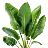 AI generated 3D Rendering of a Banana Tree Leaves on Transparent Background - Ai Generated png