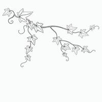 Floral ivy drawing decorative ornament flat design. vector