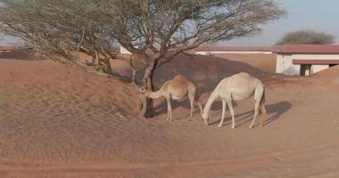 A drone captures a camel caravan in a sand-covered small town in the middle of the Dubai desert video