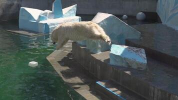 grand polaire ours court et sauts dans une bassin de l'eau. ralenti video