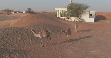 uma zangão captura uma caravana do camelos caminhando através uma coberto de areia deserto cidade video