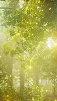 une forêt rempli avec beaucoup de vert des arbres video