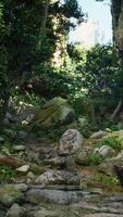 rochoso caminho corte através floresta video