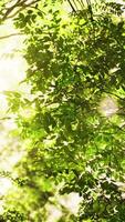 zonlicht filteren door bladeren van een tropisch Woud boom video