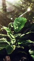 Vibrant Green Plant Thriving in Misty Tropical Forest video