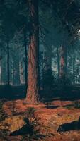 sereen sequoia Woud gevulde met majestueus hoog bomen video