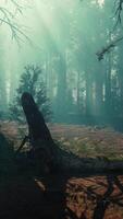 Majestic Sequoia Forest With Towering Trees video